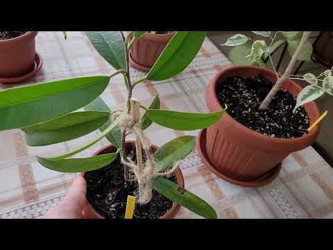 Видео: 🌿Коллекция ФИКУСОВ☘️Контрольный обзор🌱.