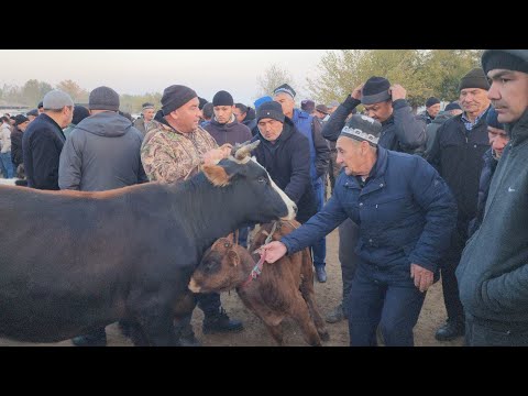 Видео: QUVASOY MOLBOZORI BEXIZOR BUGINGI BOZORAM ZOR BOLDI | 8 ноября 2024 г.