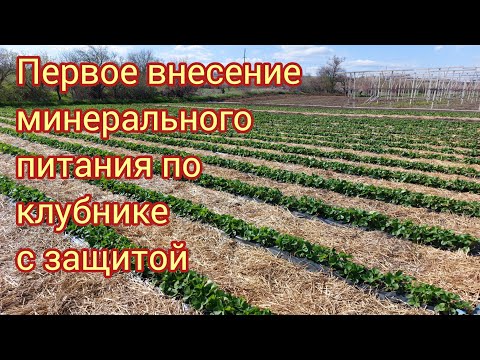 Видео: Первое питание после зимы по клубнике с биозащитой