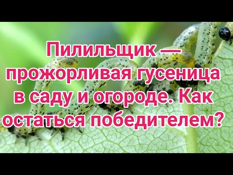 Видео: Пилильщик — прожорливая гусеница, которая может выпилить ваш сад  Способы борьбы