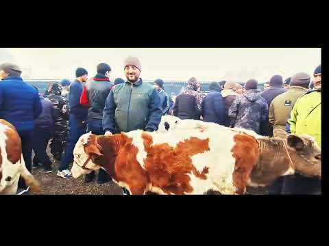 Видео: Молбозори минтақаи дуюм 07 11 25г