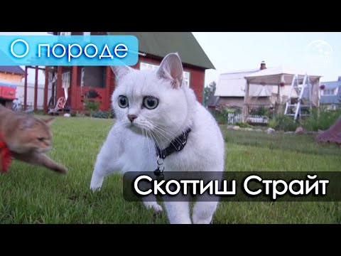 Видео: Скоттиш страйт - шотландская прямоухая кошка. О породе.