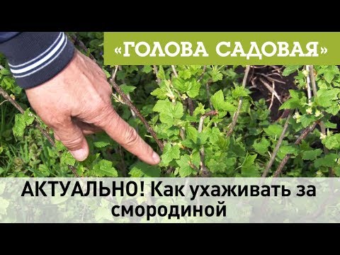 Видео: Голова садовая - АКТУАЛЬНО! Как ухаживать за смородиной