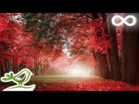 Видео: Красивая Расслабляющая Музыка - Романтическая Музыка с Пианино, Виолончелью, Гитарой и Скрипкой