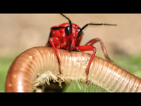 Видео: Искусный охотник и непревзойденный мастер маскировки мира насекомых! КЛОП ХИЩНЕЦ В ДЕЛЕ!