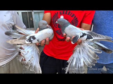 Видео: Птичий рынок г. Ташкент - ГОЛУБИ (17.07.2021) / Uzbek Pigeons