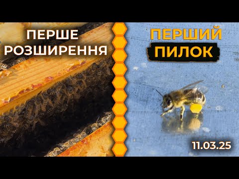 Видео: Обережне перше розширення сімей. Пасіка гудить!