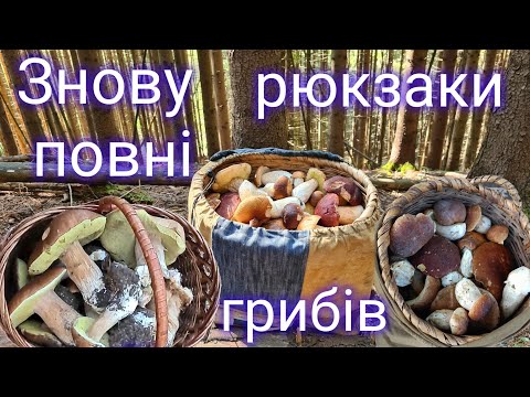 Видео: Знову повні рюкзаки грибів