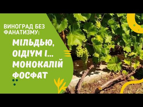 Видео: Серпень: оідіум, мільдью на винограді. Що робити і при чому тут монокалій фосфат?