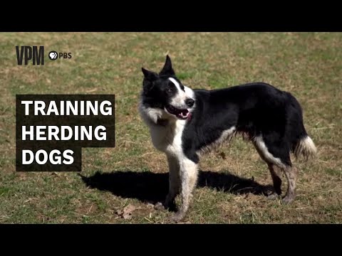 Видео: Пастушьи собаки — бесценное дополнение к фермам и ранчо