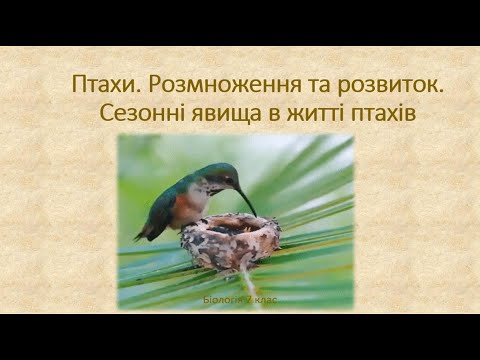 Видео: Біологія. Тварини. Птахи. Розмноження та розвиток, Міграція. Перелітні(кочуючі) та осілі птахи.