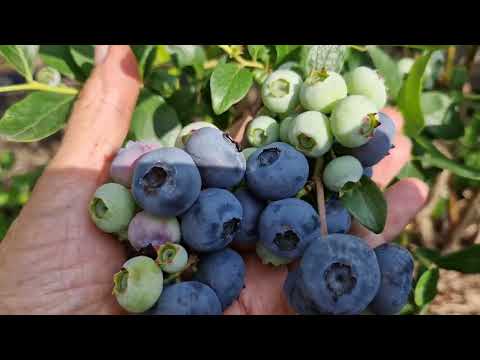 Видео: Сорта голубики для холодных регионов.