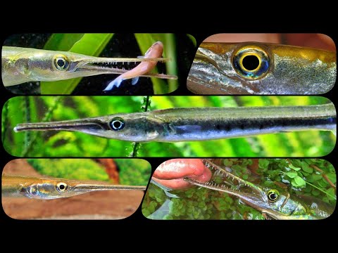 Видео: Пресноводная Рыба Игла Сарган в аквариуме. Содержание, совместимость и разведение