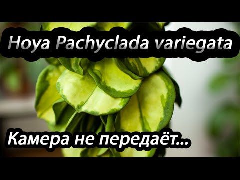 Видео: Hoya Pachyclada variegata-камера не передаёт...