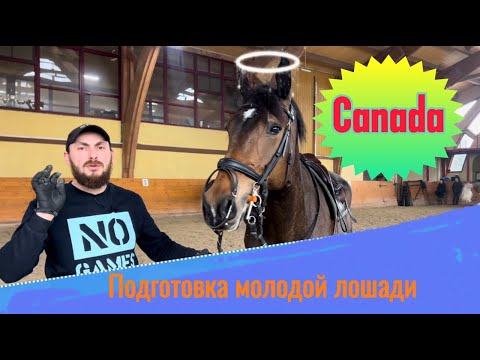 Видео: Подготовка молодой лошади. Тренировка с Канадой