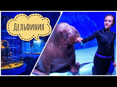 Видео: 🇷🇺 ДЕЛЬФИНИЯ 🐬 Новосибирский дельфинарий.