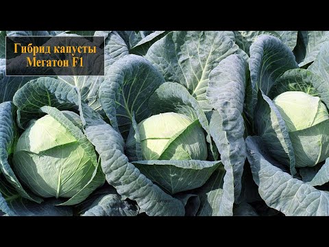 Видео: Гибрид капусты Мегатон F1