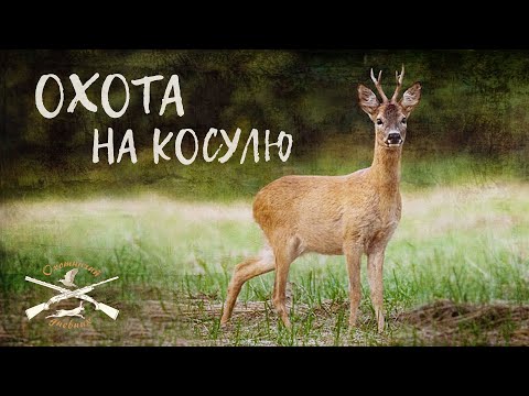 Видео: Увлекательная охота на самца косули (Охотничий дневник №10)