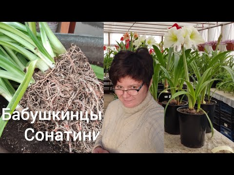 Видео: Делим семейку! Как часто пересаживать гиппеаструмы.