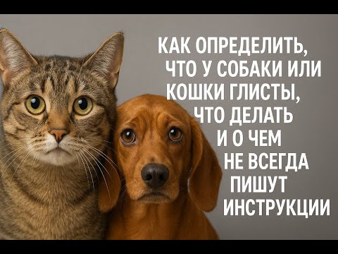 Видео: Как определить есть ли глисты у собаки или кошки, что делать и о чем не всегда пишут в инструкциях