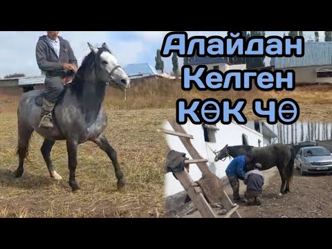 Видео: АЛАЙДАН КЕЛГЕН ЖООН КӨК ЧӨ 🔥18 октября 2024 г.