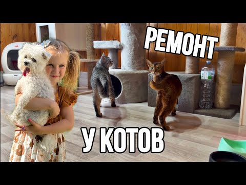 Видео: влог: ТАЮ УКУСИЛ КЛЕЩ | ЕДЕМ В БОЛЬНИЦУ | РЕМОНТ В КОМНАТЕ КОТОВ