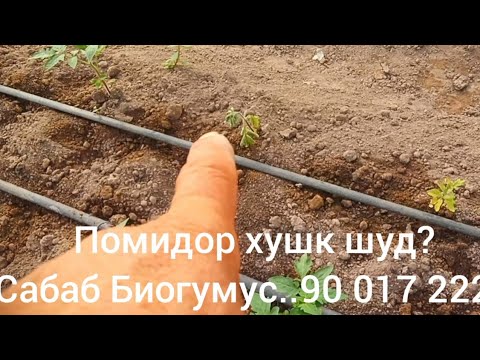 Видео: Помидорхо барои чи хушк мешавад ?      Сабаб Биогумус бошад ?88 202 2225