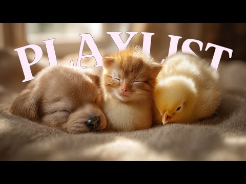 Видео: 🎵 Плейлист: Наслаждайтесь осенью с послевкусием дорамы «Гоблин» | Chill музыка