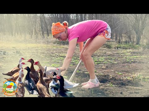 Видео: Сельская Жизнь Без Прикрас! Начался Огородный Сезон, Выпрямимся Осенью!