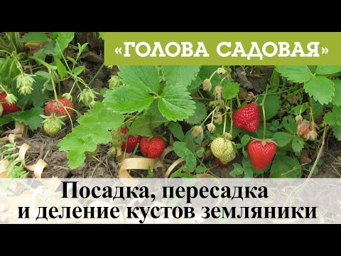 Видео: Голова садовая - Посадка, пересадка и деление кустов земляники