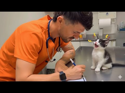 Видео: Коты, которые впали в истерику у ветеринара 😂🐾 | Самые смешные реакции!