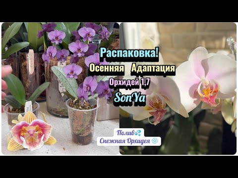 Видео: Распаковка! Это ОЧЕНЬ ВАЖНО для орхидей 1,7! Обзор и полив цветущей орхидеи. #flowers #полив #fyp