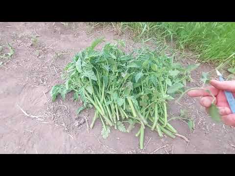 Видео: укоренение пасынков ценных  помидор! как с одного куста сделать 10???