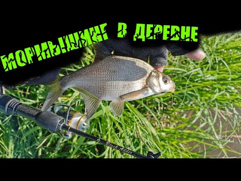 Видео: Мормышинг с берега. Нарвался на стайного окуня.  Рыбалка в д.Никитино.