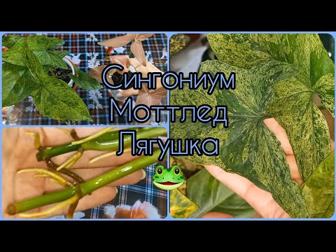 Видео: СИНГОНИУМ Моттлед🐸(Лягушка)🌱Корни в моей воде растут на ура!🐸От черенкования до формирования куста🐸