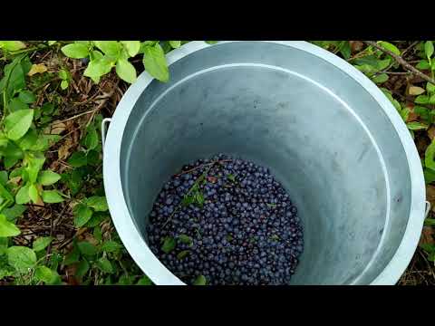 Видео: Где и когда собирают чернику. Выезд за ягодами черники в середине июля