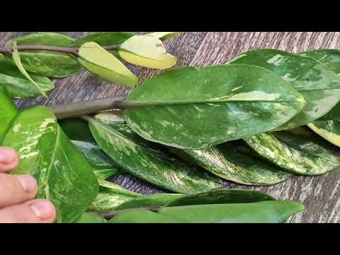 Видео: Замиокулькас распаковка посылки, новые элитные сорта замиокулькаса