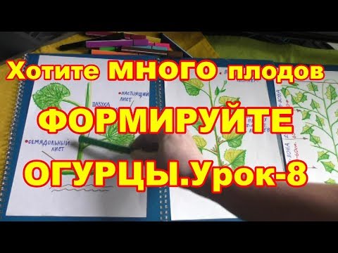 Видео: Обязательно формируем огурцы. Урок- 8