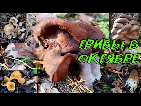 Видео: Строчок осенний, гигрофор поздний и другие позднеосенние грибы