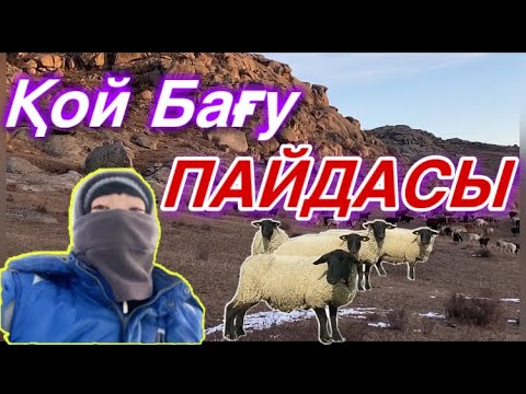 Видео: Қошқар қосу. Қой бағудың пайдасы!