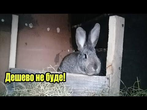 Видео: Чомусь для людей дорого м'ясо кролика.