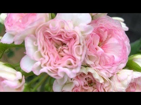 Видео: Переезд герани с улицы домой