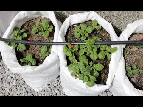 Видео: Посадка картофеля в мешки