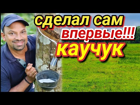Видео: Муж Старается Ради Видео Добывает Каучук в Домашних Условиях #индия