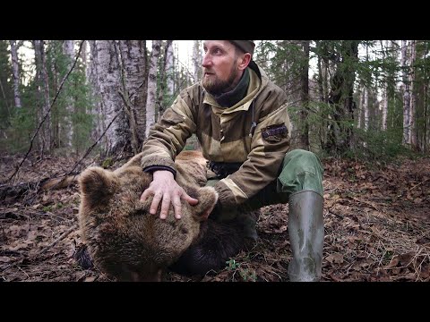 Видео: 2 МЕСЯЦА ОХОТЫ НА МЕДВЕДЯ. ДОБЫТЬ С ПОДХОДА НА ПРИВАДЕ. ТАЁЖНЫЙ.