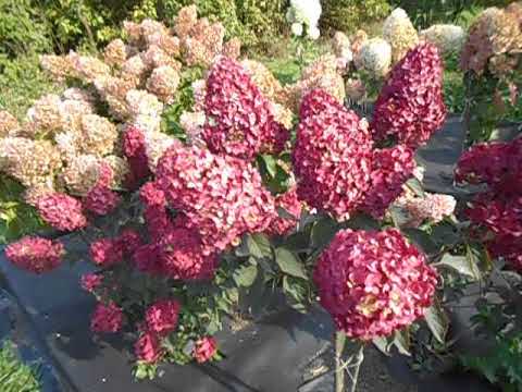 Видео: Первый опыт обрезки гортензии. Сегодня 6. 10. 2020