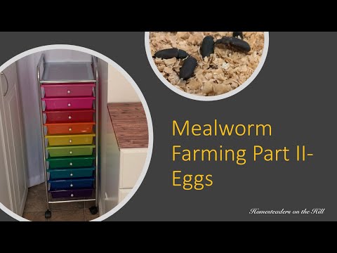 Видео: Выращивание мучных червей, часть 2