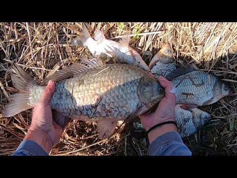 Видео: караси - монстры в микро речке на кастинговую сеть