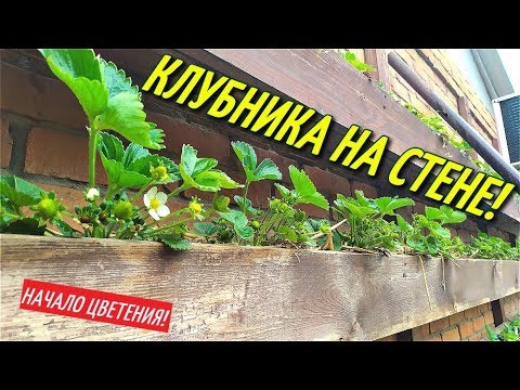 Видео: КЛУБНИКА НА СТЕНЕ! Клубника в подвесных деревянных  грядках.