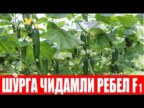 Видео: Ребел F1: Шўр ер ва шўр сувга чидамли, юқори ҳосилдор дурагай (Cucumber Rebel F1-Sakata)